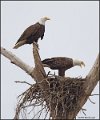 _2SB4148 two bald eagles in osprey nest